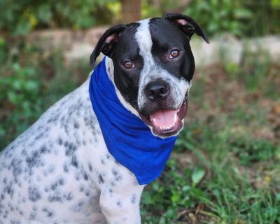 Bane AL - American Bulldog Mix Male Dog for Adoption