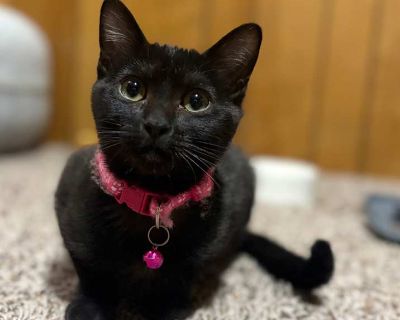 Leia - Domestic Shorthair Female Kitten for Adoption