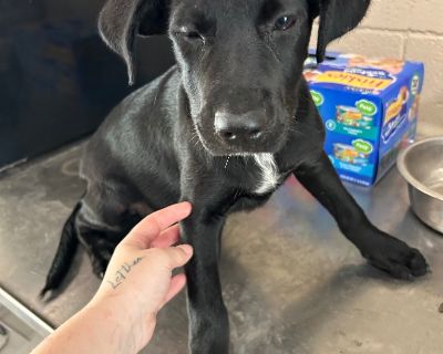 Serenity - Labrador Retriever & Hound Mix Female Puppy for Adoption