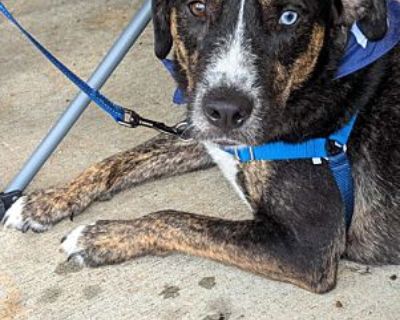 Jim - Catahoula Leopard Dog/German Shorthaired Pointer Mix Male Dog for Adoption