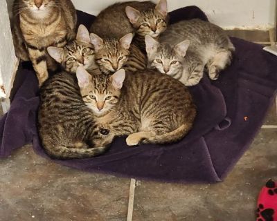 Nice spotted and grey farm tabbues need homes.