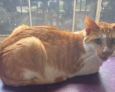 Cheese Pizza - Domestic Shorthair Male Cat for Adoption