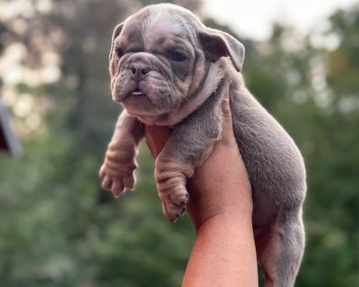 2 Male and 1 Female Bulldog Puppies for Sale