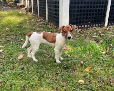 Poppy - Jack Russell Terrier Female Puppy for Adoption