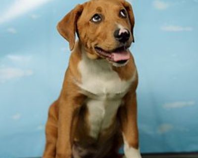 Francesca - Shepherd (Unknown Type)/Australian Cattle Dog Mix Female Puppy for Adoption