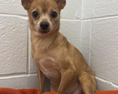 Meet Sabrina Carpenter! This tiny Chihuahua was recently surrendered through no fault of her own and is now ready for a fresh start. She may be shy at first, but once she warms up, she s described as being active, playful, and well-behaved. Sabrina loves exploring outside and taking in the world around her. She s looking for a home that will keep boosting her confidence and help her continue to...