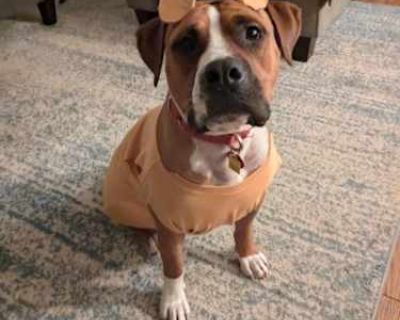 Evander - Boxer Male Dog for Adoption