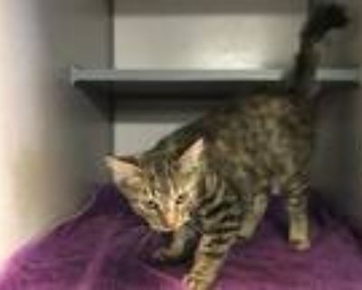 Adopt I1351394 a Brown Tabby Domestic Shorthair / Mixed (short coat) cat in