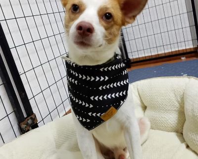 Charlie's journey began in an empty lot where kind neighbors made sure he had food, shade, and love. Despite being abandoned, this brave boy never lost his gentle spirit. One day, a neighbor noticed Charlie was limping and rushed him to the vet--where they discovered he had a fractured hip. Thanks to their kindness and a successful surgery, Charlie made a full recovery in a loving foster home. ...