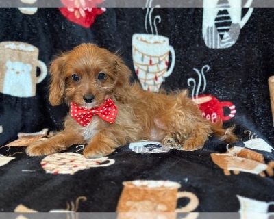 Chris - Cavapoo Male Puppy for Sale