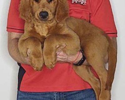 Max - Golden Retriever/Labrador Retriever Mix Male Puppy for Adoption