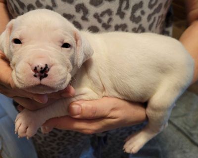 4 Male and 2 Female Dogo Argentino Puppies for Sale