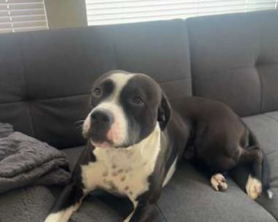 Daizee - American Pit Bull Terrier Female Puppy for Adoption