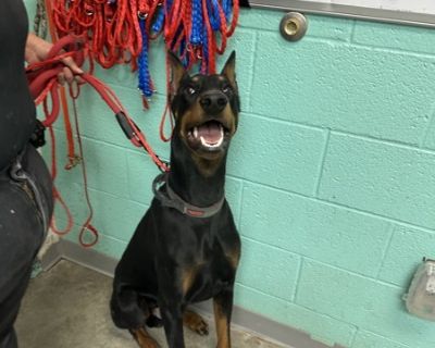 Primary Color: Black Secondary Color: Brown Weight: 57lbs Age: 1yrs 5mths 0wks. Health Vaccinations up to date.. Young Male Medium