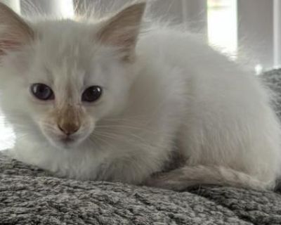 Chocolate Point Male Green Collar - Balinese Male Kitten For Sale