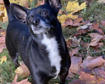 PATRICK - Chihuahua Mix Male Dog for Adoption