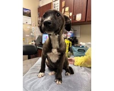 Astor - Labrador Retriever/Mixed Breed (Medium) Mix Female Puppy for Adoption