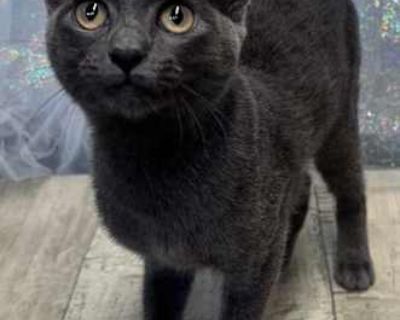 Anastasia - Domestic Shorthair Female Cat for Adoption