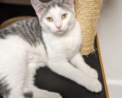 Cross - Domestic Short Hair Female Cat for Adoption