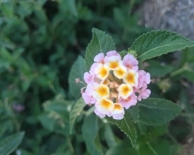 $1,200 /month. Age: 42 * Any pets?: No * Occupation: Professional. Non-smoking room preferred. Pets are fine. No preference specified. Age preference: 18 - 99. Looking in: Fort Worth. My husband and I, professional aged 42, available to move as soon as possible. We have a budget of $1200/month. Any age is ok to room