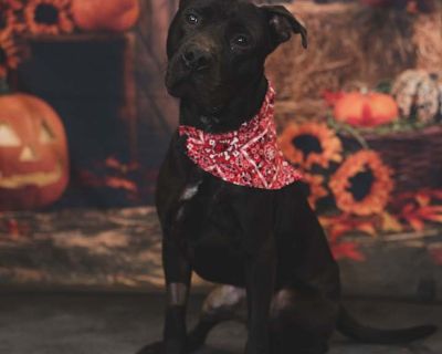 Adult. Black. Microchipped. This 2-year-old Lab/Pit mix is as sweet as they come! Deacon came to us in need of hip surgery, and after lots of love and care, he s recovered beautifully and is ready to find his forever home. Deacon is a bright, eager boy who loves to learn he ll happily sit for treats and is picking up new tricks fast. He seems comfortable around cats and is always excited to mee...