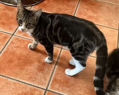 ANTHENA - American Shorthair Male Cat for Adoption