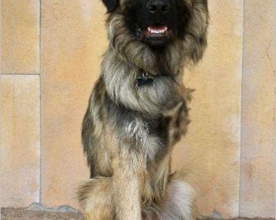 Ryder - Male Puppy German Shepherd / Great Pyrenees for Adoption
