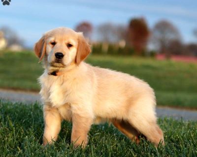 Here is a well socialized and happy natured Golden Retriever puppy available to a forever family! This beautiful pup can be registered with the AKC and comes home with a 30 day health guarantee as well as an extended genetic health guarantee, both provided by the breeders. Mountain Dew has been seen by a vet and is up to date on shots and de-wormer. He is being raised by a family with children ...