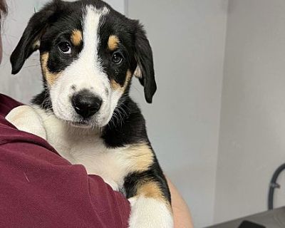 Poe - English Shepherd/Mastiff Mix Male Puppy for Adoption