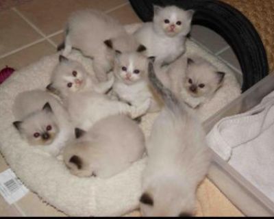 Ragdoll Litter 2 - Ragdoll Male & Female Kitten For Sale
