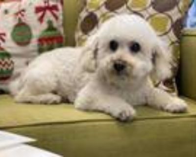 Adopt Lewie a Poodle (Standard) / Mixed dog in Lake Forest, CA (32521851)