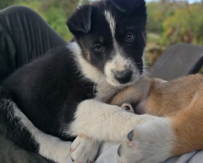 Available 11/11: Daytona is a super sweet and cuddly puppy with a confident, easygoing personality. She loves attention and enjoys being close to her people, whether it's playtime or just relaxing by your side. She's affectionate, friendly, and already showing how eager she is to please. She's currently working on potty training and learning to sleep through the night in her crate, making stead...