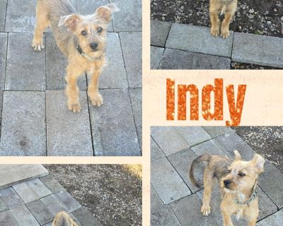 Little Miss Indy is a 4 month old terrier mix female and around 15 lbs. This girl is a little more reserved when first meeting people. We are working on her confidence and letting her know she is safe. She is doing ok with potty training when she has access to a dog door. She is puppy so she needs a schedule to set her up for success. She still has accidents in her crate though. However this gi...