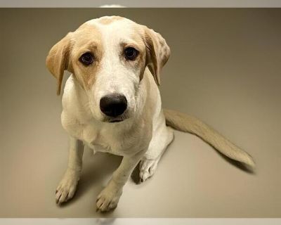 DEAN - Labrador Retriever Mix Female Puppy for Adoption