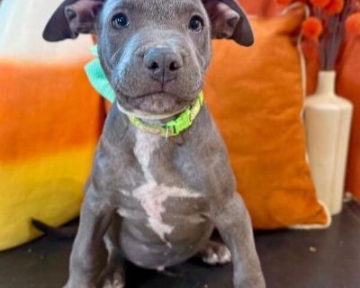 This cutie is Barney Flintstone. He is currently 2 months old and weighs approximately 6 pounds. We think they may be a Pit Bull mix, but with rescue it s a guess! What matters most is that they are adorable and are one the MOST desperate in the entire US based on statistics for where this puppy is from. Shelters in this area are having to euthanize puppies. So, this puppy needs you! If you cho...