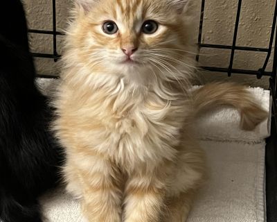 Characteristics Smart, Playful, Loves, Loyal, Affectionate, Gentle, Funny, Friendly, Curious Coat length Long House-trained Yes Health Vaccinations up to date, spayed / neutered.. Kitten Male Medium Orange & White