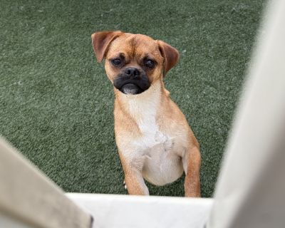 Russel - 1 year, 23lbs, Pug Mix, Neutered This dog is eligible to join our foster-to-adopt program. Please email fostertoadopt@socialteesnyc.org with the animal's name in the subject line if you are interested! Want to straight up adopt? Submit an adoption application at socialteesnyc.org Level of dog ownership experience needed: BEGINNER: This means we predict this dog will be low on the chall...