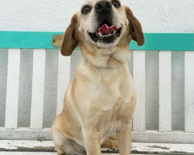 Chevy - Beagle Male Dog for Adoption