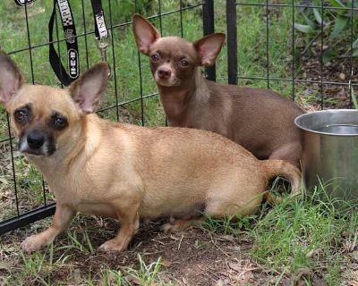 Missy Gorda - Chihuahua/Pug Mix Female Dog for Adoption