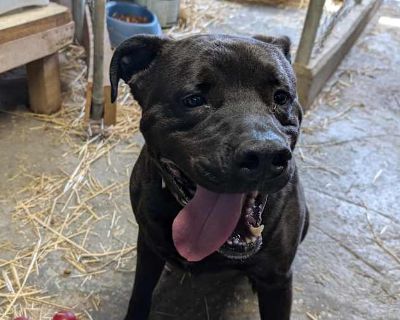 Jake - Labrador Retriever/American Pit Bull Terrier Mix Male Dog for Adoption