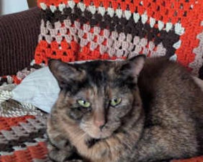 Eclipse is a female cat aged around 7 years old, dewormed, unneutered, and spayed. She has a beautiful soft brown/black/red coat. She has always been an indoor cat and has a very calm temperament. She is not particularly affectionate and does not like heights. Eclipse gets anxious when she doesn't have a quiet environment and a daily routine. She leaks urine when she is stressed and seems more ...