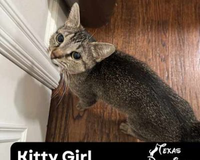 Meet Kitty Girl! Kitty Girl is a big heart in a tiny, expressive body. With her natural bobtail an adorable little pom pom tail and striking brown tabby coat, she s as charming as she is resilient. Despite having survived the outdoors and likely being hit by a car, which left her with a slightly misaligned jaw and misshapen tongue, Kitty Girl is thriving. These minor quirks don t affect her abi...