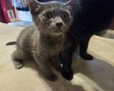 Mystique, Russian Blue For Adoption In Acton, California