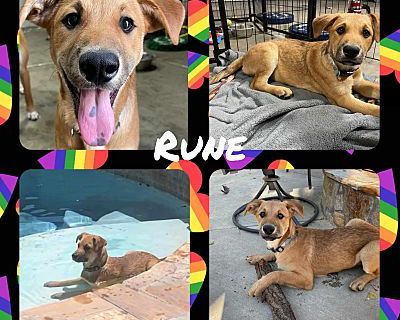 Rune - Boxer Male Puppy for Adoption