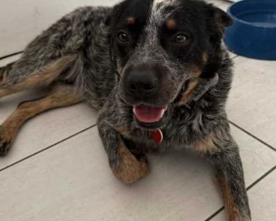 Chip - Blue Heeler/Australian Cattle Dog Mix Male Dog for Adoption