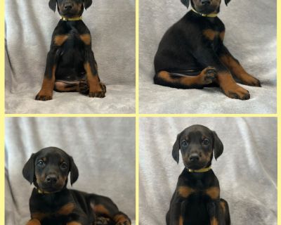 3 Female Doberman Pinscher Puppies for Sale