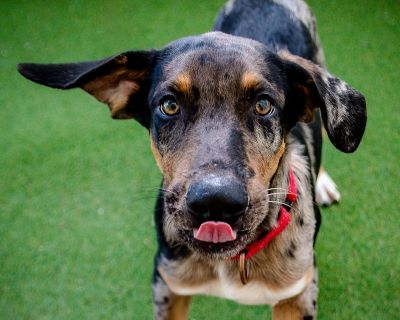 Hogan would love to spend the holidays at home wrestling with his new family! He is a five month old, 27 pound Lab/Australian Shepherd mix.All of our animals are spayed/neutered, microchipped and vaccinated. Adoption fees: dogs, $250 (unless otherwise noted); cats, $50. Health Vaccinations up to date, spayed / neutered.. Puppy Male Medium
