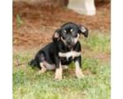 Adopt Wilma 12680 a Hound, Mixed Breed