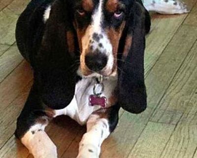 JUDY - ADOPTION PENDING! - Basset Hound Female Dog for Adoption