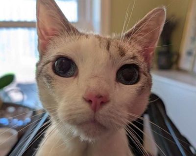 Adult. Cream or ivory (mostly). Hair: short. Adoption process Thank you for choosing to adopt through One Love Animal Rescue, Inc. For a full explanation of our adoption procedures please visit www.oneloveanimalrescue.com. We work hard to find forever homes for abused, neglected or otherwise unwanted pets which are deemed adoptable. New dogs and cats become available for adoption daily. Because...